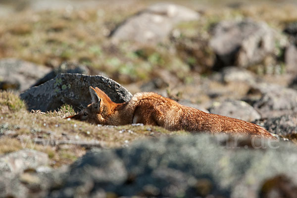 Äthiopischer Wolf (Canis simensis)