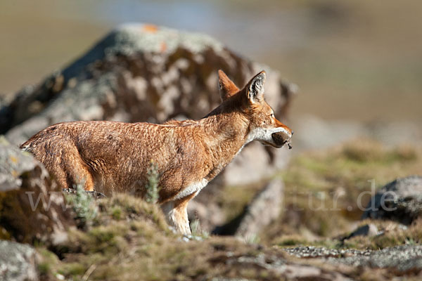 Äthiopischer Wolf (Canis simensis)