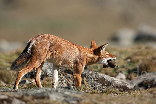 Äthiopischer Wolf (Canis simensis)