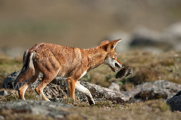 Äthiopischer Wolf (Canis simensis)