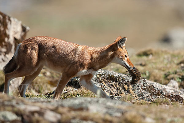 Äthiopischer Wolf (Canis simensis)