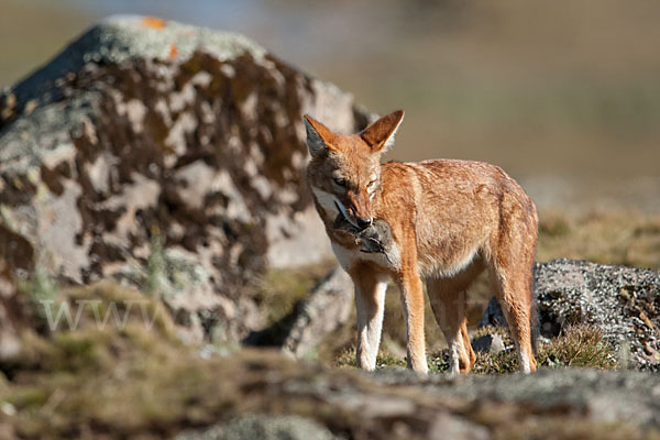 Äthiopischer Wolf (Canis simensis)