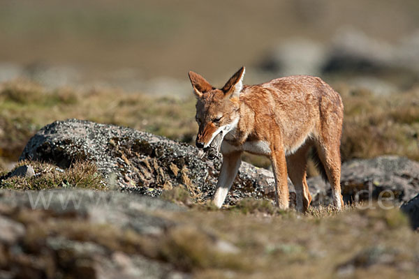 Äthiopischer Wolf (Canis simensis)