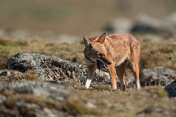 Äthiopischer Wolf (Canis simensis)