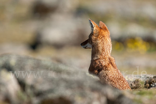 Äthiopischer Wolf (Canis simensis)