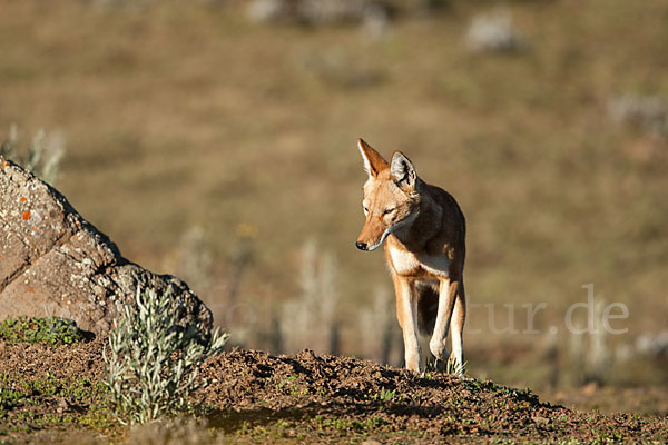 Äthiopischer Wolf (Canis simensis)