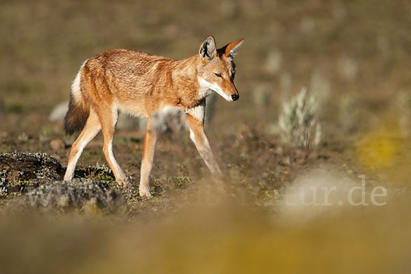 Äthiopischer Wolf (Canis simensis)