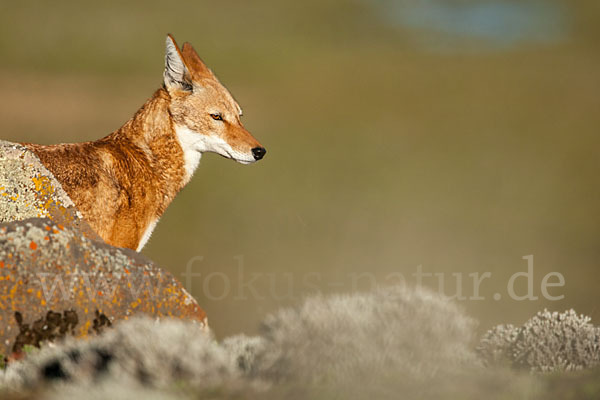 Äthiopischer Wolf (Canis simensis)