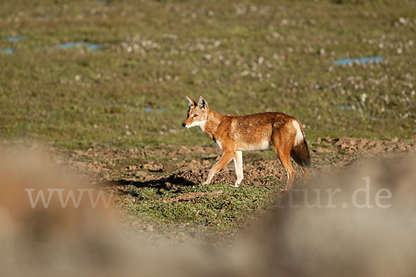 Äthiopischer Wolf (Canis simensis)