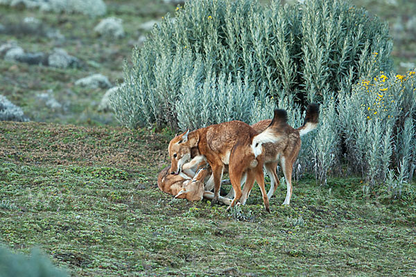 Äthiopischer Wolf (Canis simensis)