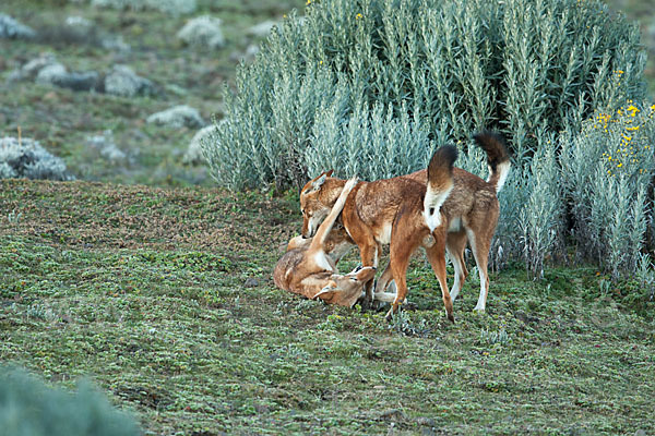 Äthiopischer Wolf (Canis simensis)