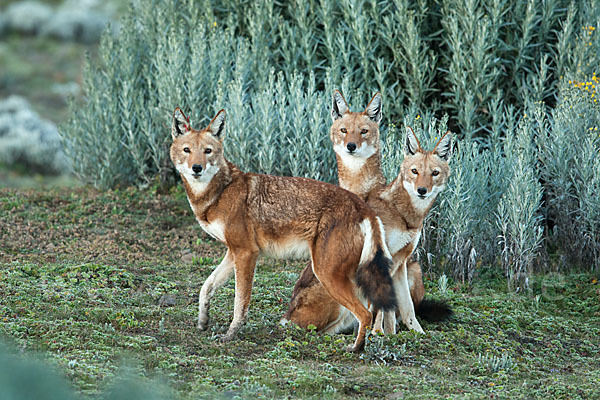 Äthiopischer Wolf (Canis simensis)