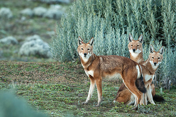 Äthiopischer Wolf (Canis simensis)