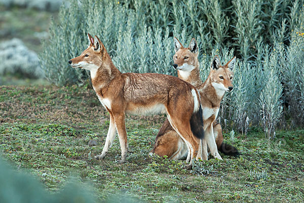 Äthiopischer Wolf (Canis simensis)