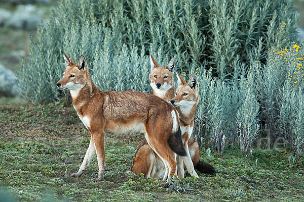 Äthiopischer Wolf (Canis simensis)