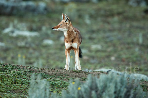 Äthiopischer Wolf (Canis simensis)