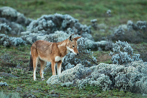 Äthiopischer Wolf (Canis simensis)