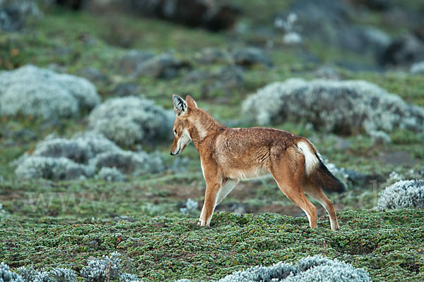 Äthiopischer Wolf (Canis simensis)