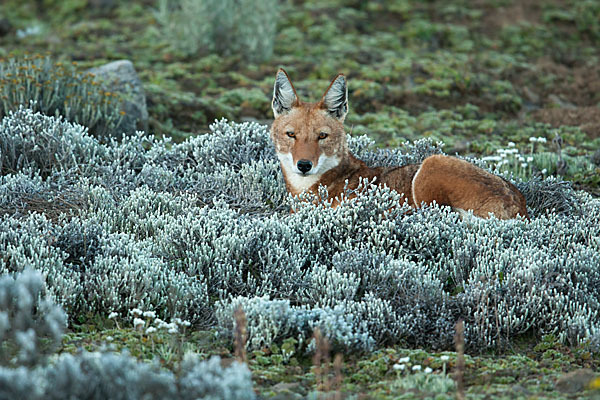 Äthiopischer Wolf (Canis simensis)