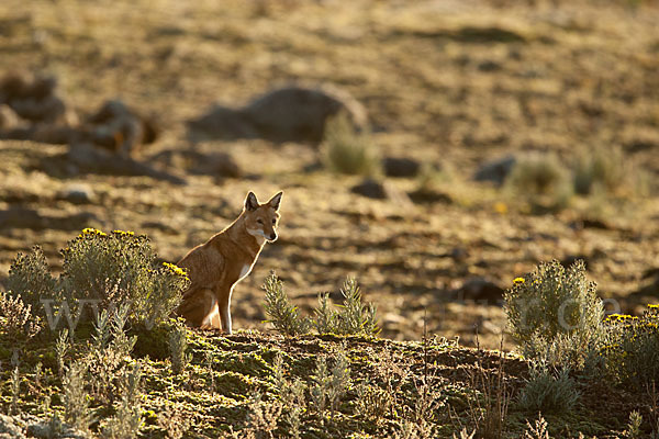 Äthiopischer Wolf (Canis simensis)