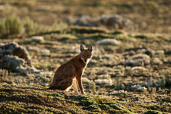 Äthiopischer Wolf (Canis simensis)