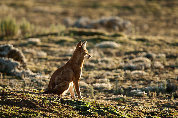 Äthiopischer Wolf (Canis simensis)