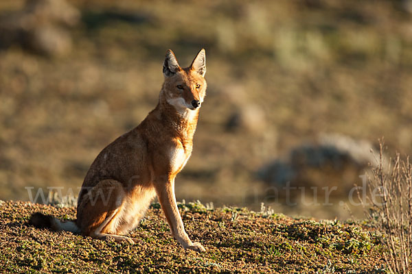 Äthiopischer Wolf (Canis simensis)