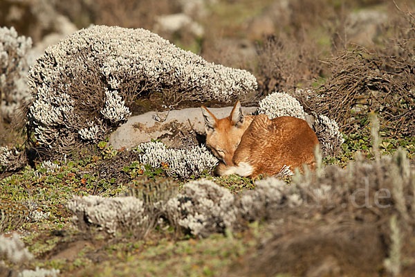 Äthiopischer Wolf (Canis simensis)