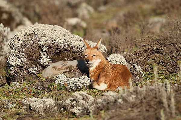 Äthiopischer Wolf (Canis simensis)