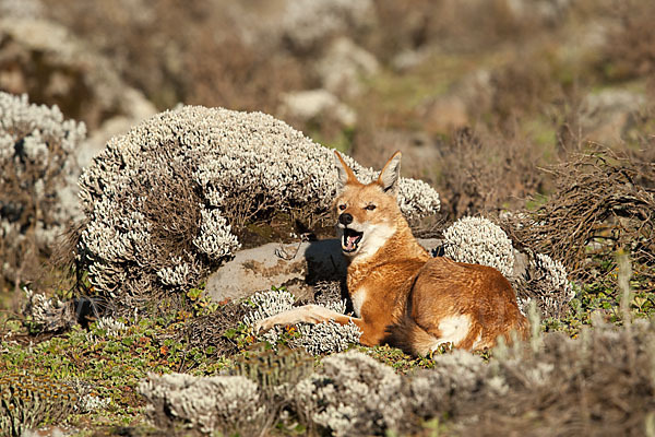 Äthiopischer Wolf (Canis simensis)