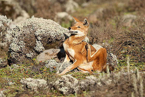 Äthiopischer Wolf (Canis simensis)