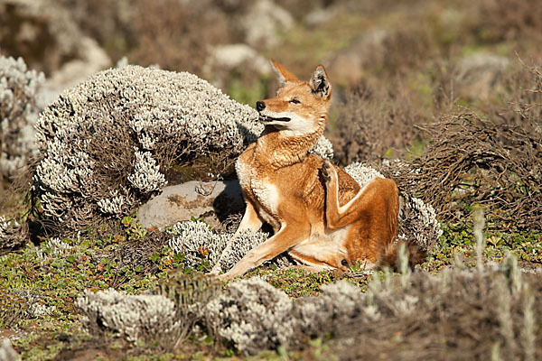 Äthiopischer Wolf (Canis simensis)