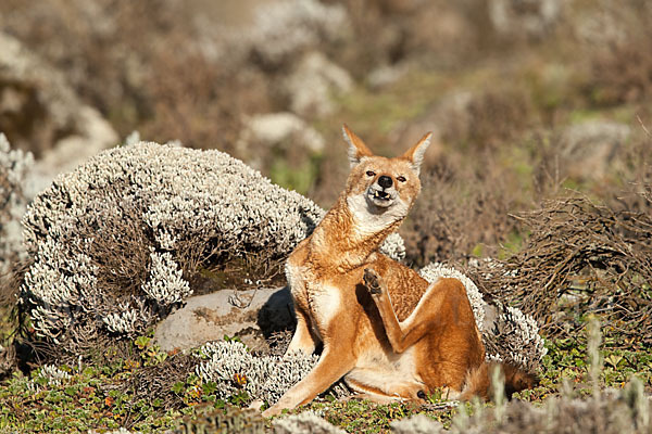 Äthiopischer Wolf (Canis simensis)