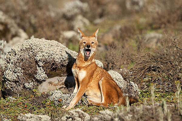 Äthiopischer Wolf (Canis simensis)