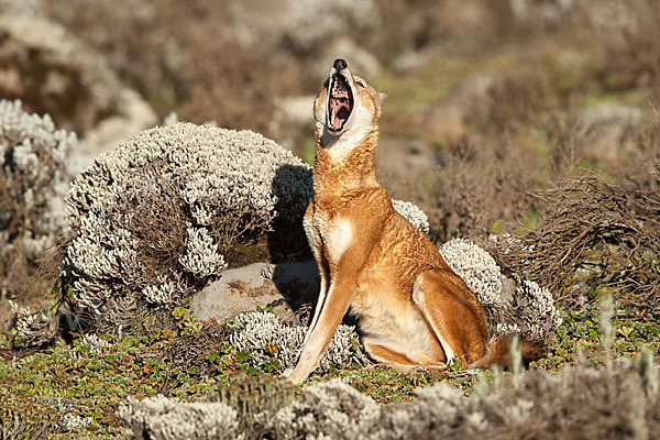 Äthiopischer Wolf (Canis simensis)