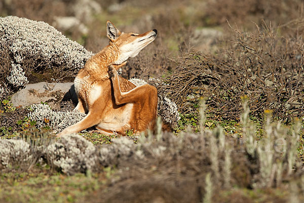 Äthiopischer Wolf (Canis simensis)