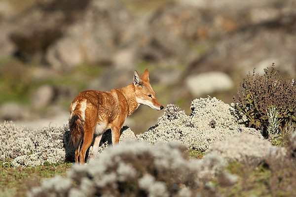 Äthiopischer Wolf (Canis simensis)