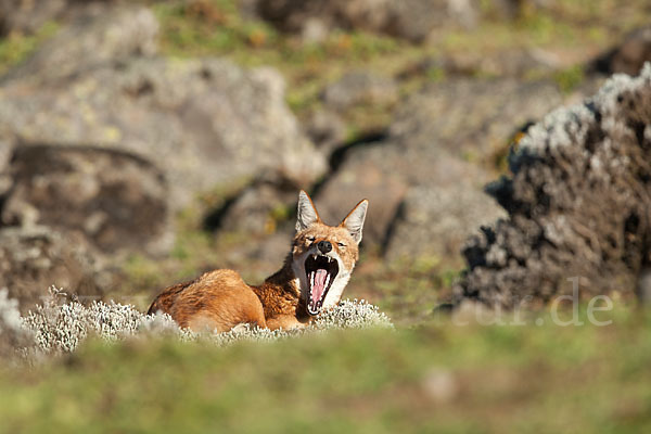 Äthiopischer Wolf (Canis simensis)