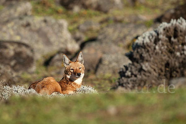 Äthiopischer Wolf (Canis simensis)