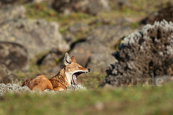 Äthiopischer Wolf (Canis simensis)