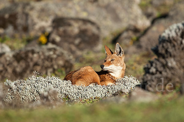 Äthiopischer Wolf (Canis simensis)