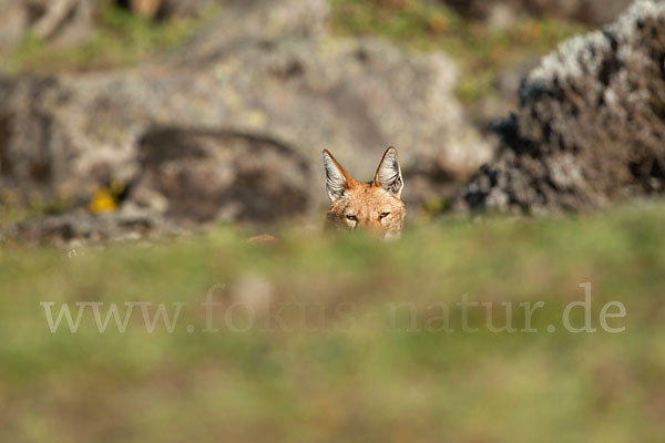 Äthiopischer Wolf (Canis simensis)