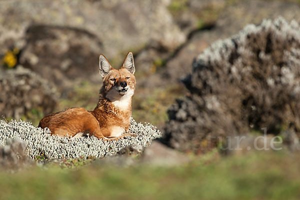 Äthiopischer Wolf (Canis simensis)