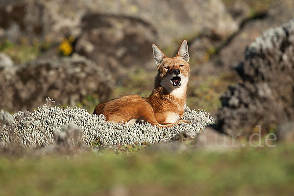 Äthiopischer Wolf (Canis simensis)