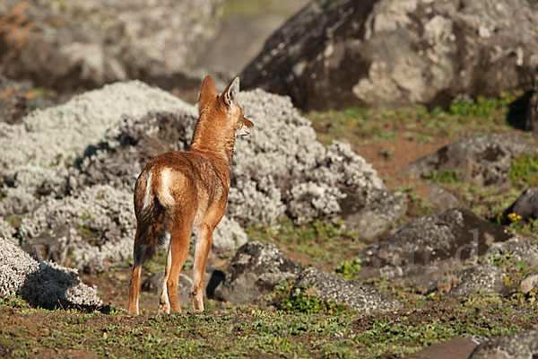 Äthiopischer Wolf (Canis simensis)