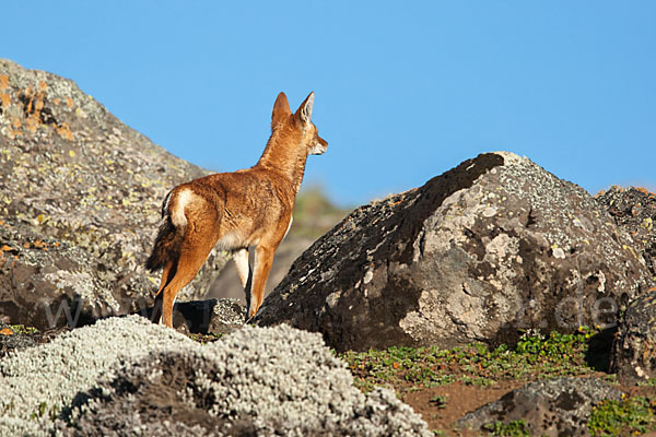 Äthiopischer Wolf (Canis simensis)