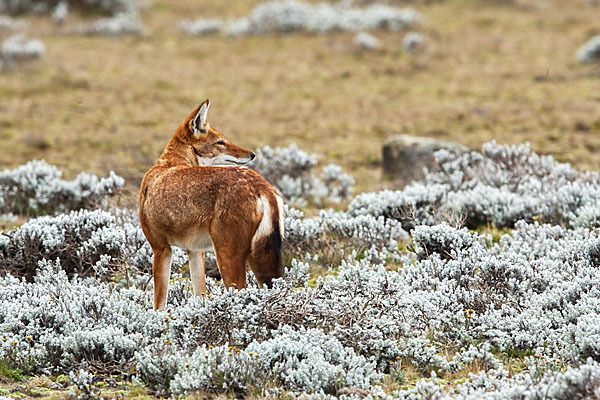 Äthiopischer Wolf (Canis simensis)