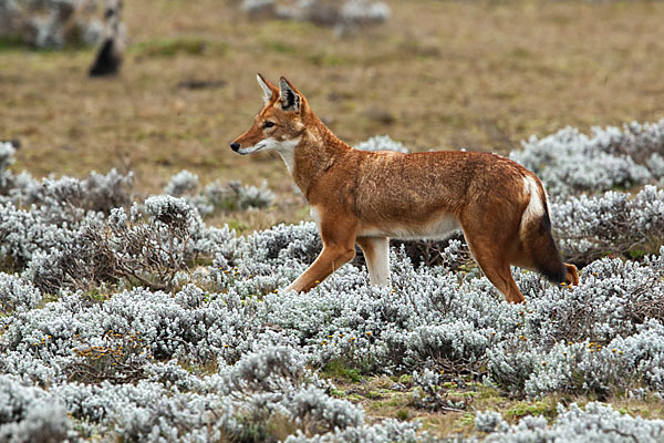 Äthiopischer Wolf (Canis simensis)