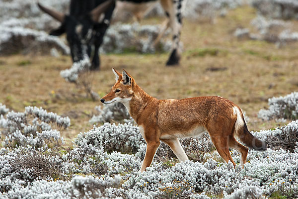 Äthiopischer Wolf (Canis simensis)