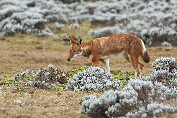 Äthiopischer Wolf (Canis simensis)